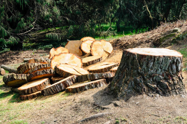 How Our Tree Care Process Works  in  Woodlake, CA